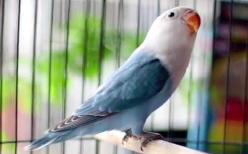 Daftar Gacor Terjamin: 10 Tips Ampuh Agar Burung Lovebird Anda Selalu Berhasil Gacor